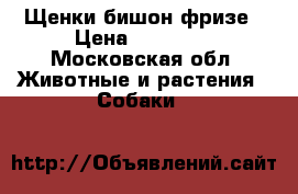 Щенки бишон фризе › Цена ­ 20 000 - Московская обл. Животные и растения » Собаки   